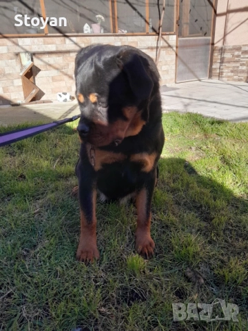Продавам ротвайлер 