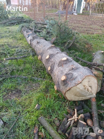 Борови трупи 3 броя - София, снимка 7 - Дърва за огрев - 52410874