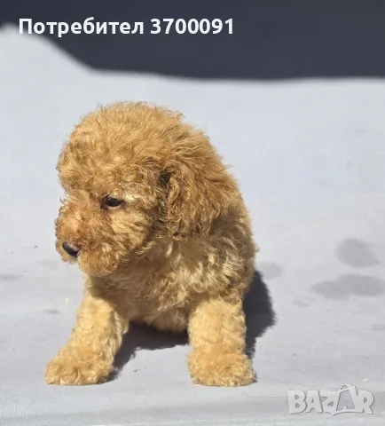 пудел / пуделчета , снимка 5 - Пудели - 55719479