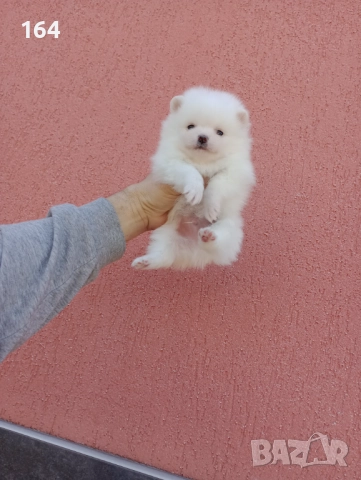 Померани. Белички. Реални снимки от 29.12.25 г., снимка 8 - Померан - 52926285