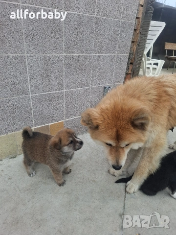 бебета Акита Ину, снимка 3 - Акита ину - 53727213