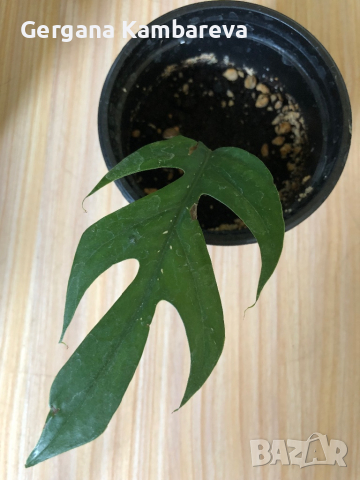 Epipremnum pinnatum Baltic Blue , снимка 1