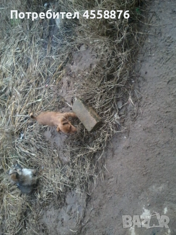 продавам пудел, снимка 7 - Пудели - 53404511