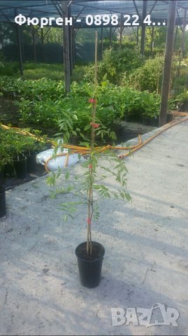 Вистерия -Глициния, снимка 6 - Градински цветя и растения - 38067320