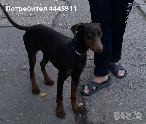 продавам женски доберман , снимка 4 - Доберман - 52422921