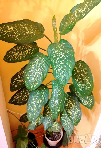 Продавам саксия с декоративно растение Дифенбахия., снимка 1 - Стайни растения - 25209673