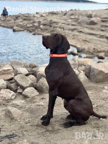 Чистокръвни курцхаари , снимка 9 - Курцхаар - 52946830