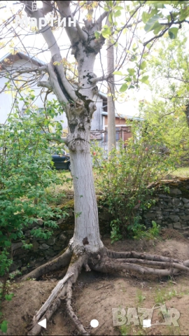 Продавам орех дървен материал , снимка 3 - Дърводелски услуги - 52864966