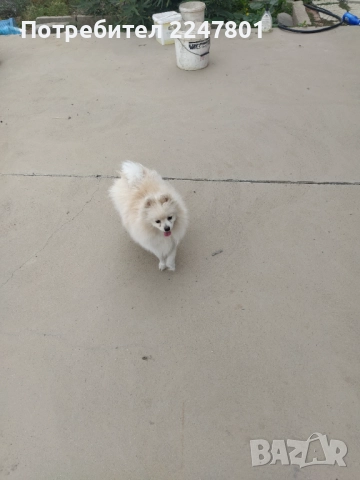 Померан , снимка 13 - Померан - 51823060