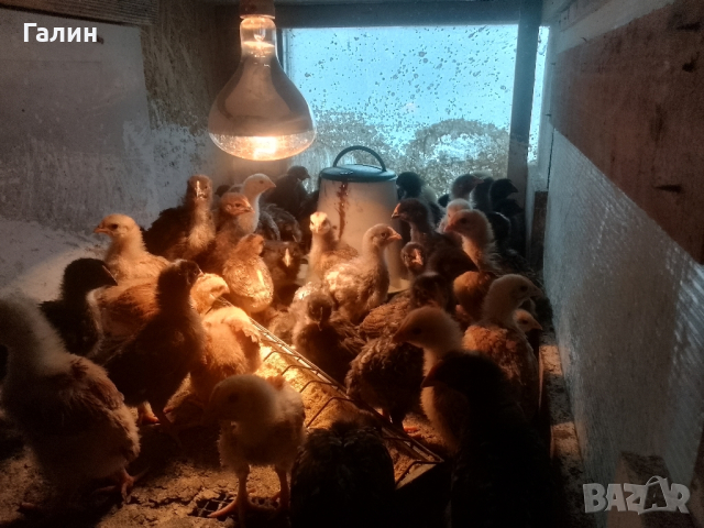 Пилета-дворни, снимка 4 - Кокошки и пуйки - 44682870