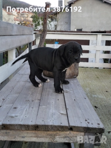 Кане Корсо женски, снимка 5 - Кане корсо - 52833256