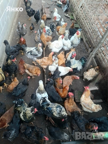 Домашни яйца, снимка 2 - Кокошки и пуйки - 52806640