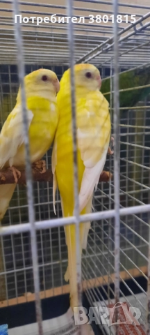 Пойни папагали 