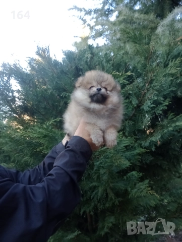 Мъжки Померани. Реални снимки от 29.12.25 г., снимка 7 - Померан - 52809054