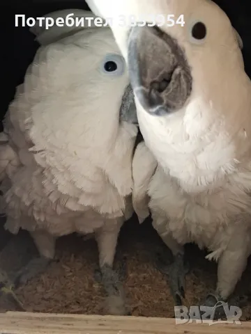 Какаду Алба - мъжки, снимка 4 - Папагали - 50429979