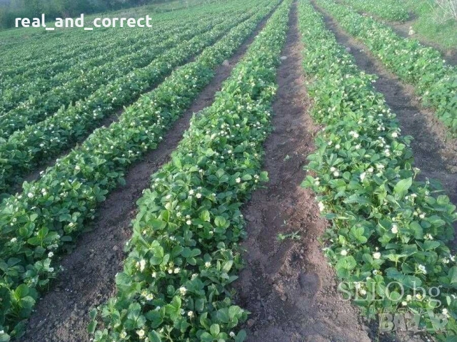 ПРОМОЦИЯ Разсад Ягоди и Малини Елитни Сортове, снимка 7 - Разсади - 53638722