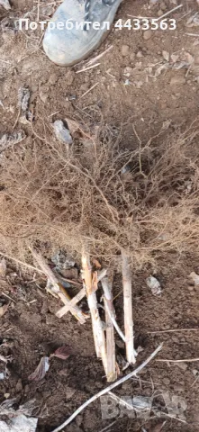 Разсад ягоди и малини , снимка 15 - Разсади - 49802437