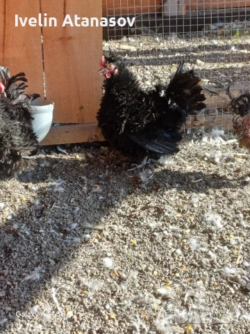 Къдрави кокошки, снимка 6 - други­ - 50673833