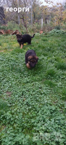 Немски Овчарки