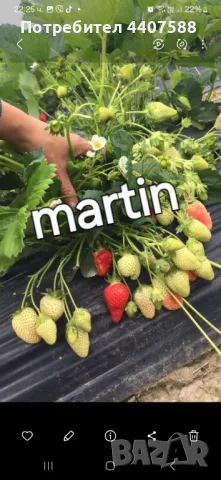 Разсад ягоди , снимка 11 - Разсади - 49528498