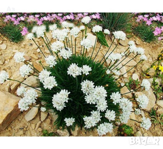 Семена на трева Армерия Алба Бяла - реколта 2025 г., снимка 4 - Разсади - 37323351