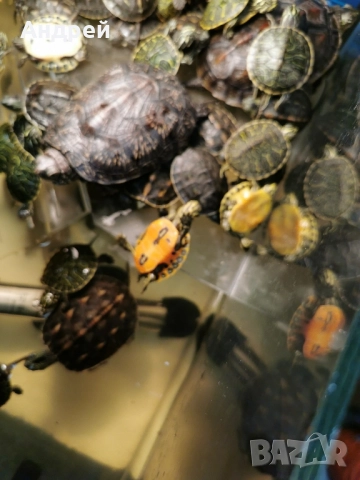 Костенурки , снимка 3 - Костенурки - 52076648