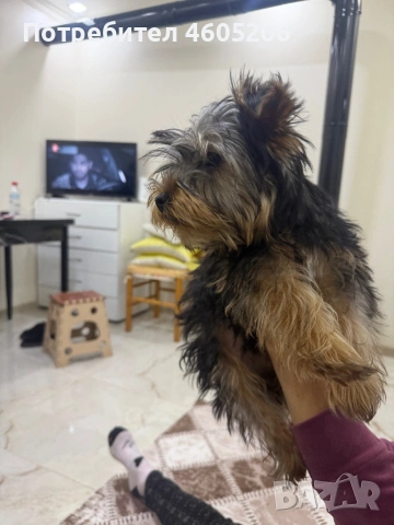 Йоркширски териер (йорки), снимка 5 - Йоркширски териер - 53580004