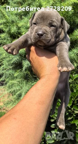 Американско Були Хл/American Bully XL , снимка 5 - Питбул - 55891222