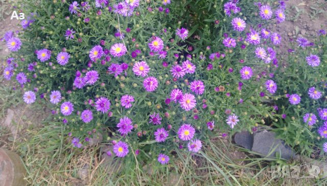 Цветя Астра алпийска – за ранно пролетно засаждане в градината, снимка 11 - Разсади - 41046622