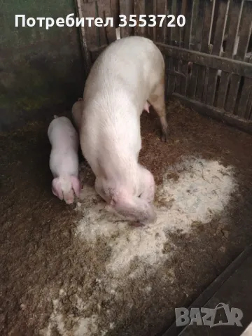 Продавам прасета, снимка 4 - Прасета - 49628751