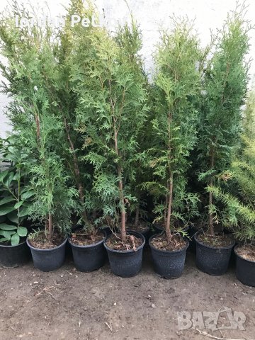 Туя 100см, снимка 1
