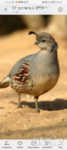 Гамбелови пъдпъдъци , снимка 3 - други­ - 52923874