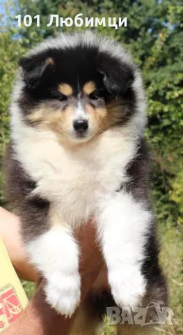 Шотладската овчарка-Коли, снимка 4 - Коли - 47462698