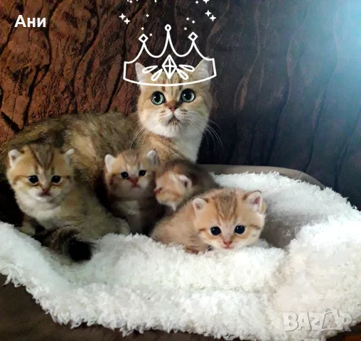 ТОП ЦЕНА .БРИТАНСКИ ЗЛАТНИ ЧИНЧИЛИ, снимка 3 - Британска късокосместа - 56294197