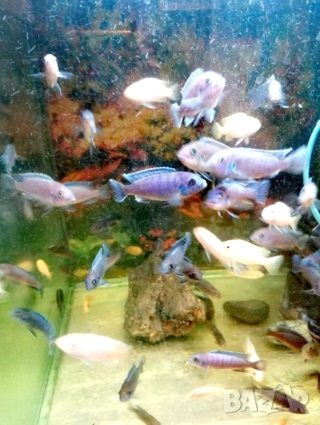 Продавам 20бр. цихлиди Афри, снимка 2 - Рибки - 53747809