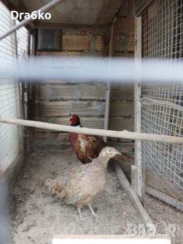 Колхидски фазани, снимка 1