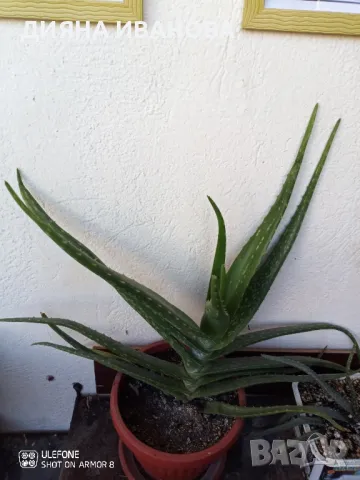 ЖЪЛТА КЛИВИЯ, АЛОЕ ARBORESCENS И АЛОЕ BARBADENSIS., снимка 7 - Стайни растения - 49868477