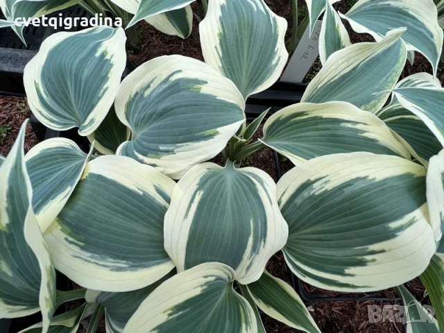 Hosta Firn Line (Хоста Снежна линия), снимка 3 - Градински цветя и растения - 50654532