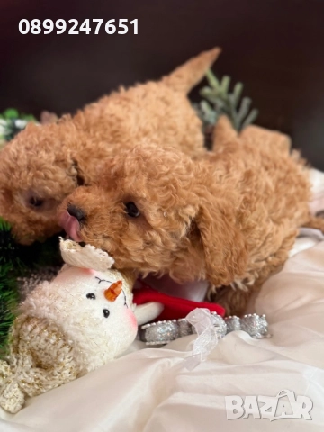 Пудел той , снимка 4 - Пудели - 52853111