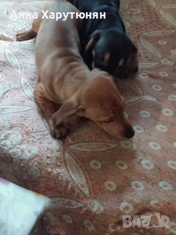 продавам две мъжки сладки дакелчета , снимка 2 - Дакели - 52361992