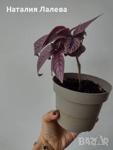 Персийски щит, Strobilanthes dyerianus, снимка 3 - Стайни растения - 56307938