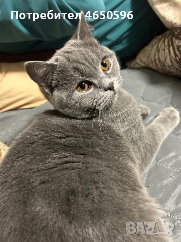 Британски котета , снимка 3 - Други - 52580104