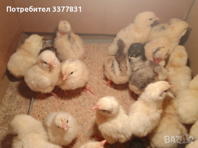 Пиленца на ден и на 1 месец, снимка 1 - Кокошки и пуйки - 44794318