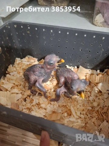 Папагали Еклектус за дохранване Продадени 