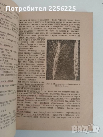 Пшеница, снимка 5 - Специализирана литература - 51520173