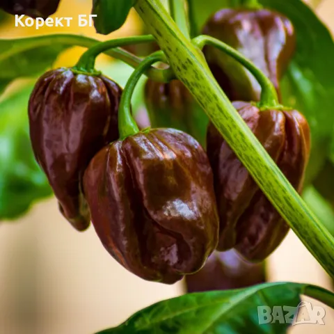 Чушка и семе от най-лютите сорт чушки в СВЕТА! Каролина Рийпър, Червено Хабанеро, Халапеньо , снимка 5 - Разсади - 49863001
