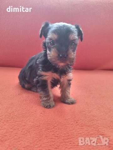 Йоркшир териер момче. 