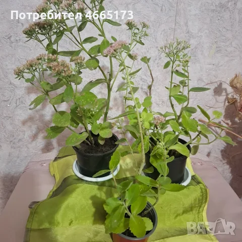 Лечебна Дебела Мара комплект 