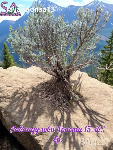 💟Лавандула🇧🇬Маслодайни Рози💞, снимка 13 - Разсади - 30787134