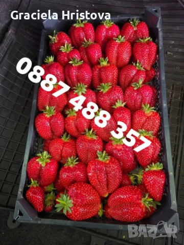 Продавам качествен разсад ягоди , снимка 2 - Градински цветя и растения - 53496428
